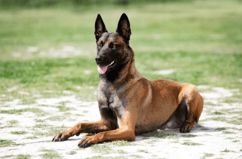  Pakar Motivasi Tegur Influencer Kongsi Gambar Bermanja Dengan Anjing