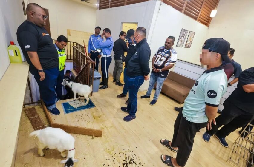  Dituduh Zalimi Haiwan Termasuk Alpaka, Kedai Makan Diserbu Pihak Berkuasa